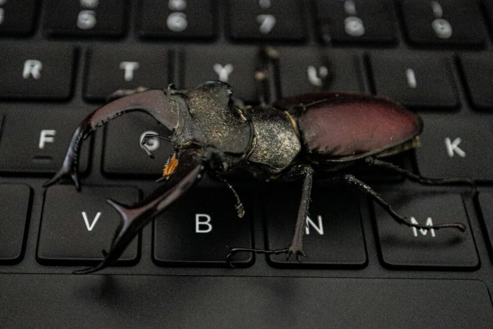 Bug
